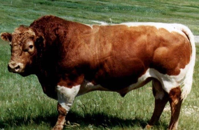 cow buffalo hybrid