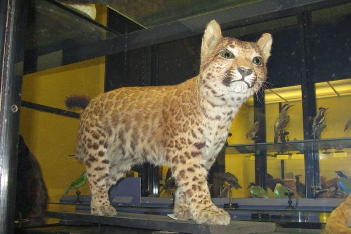 leopard hybrid 