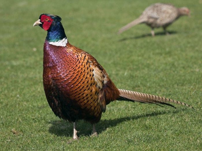 hybrid pheasant 