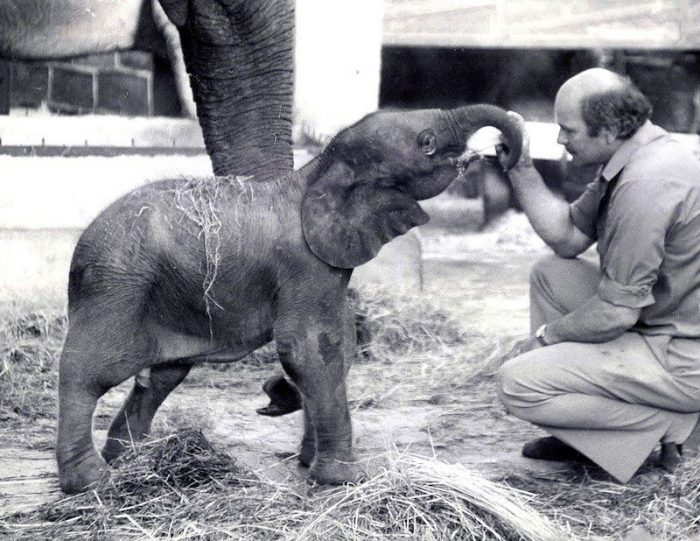 baby elephant and a trainer 