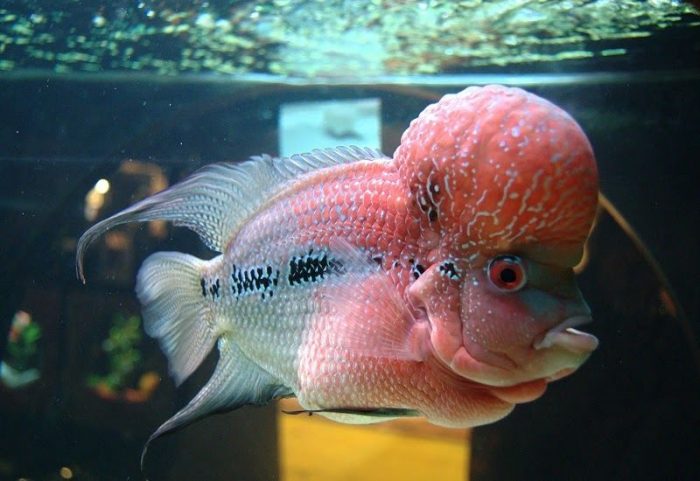 fish hybrid 