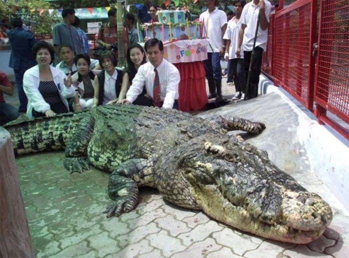hybrid crocodile 