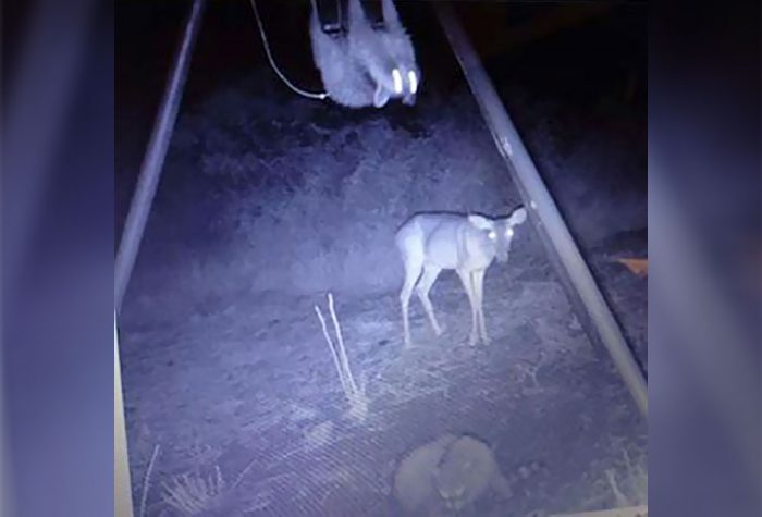 Three animals caught on a trail cam