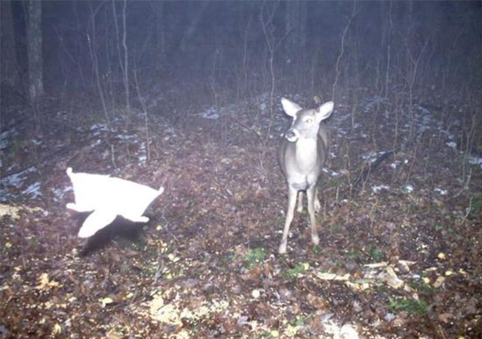 A picture of a doe looking at something