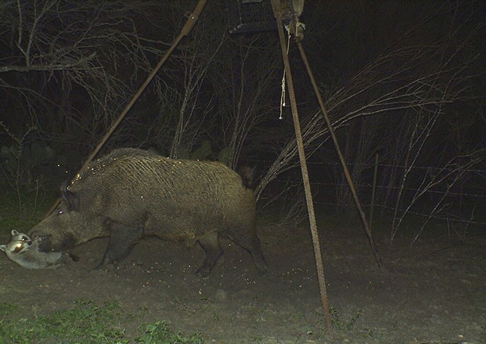 Panther attacking a raccoon