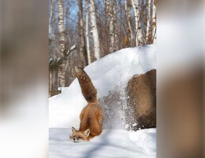 A fox in the snow. 