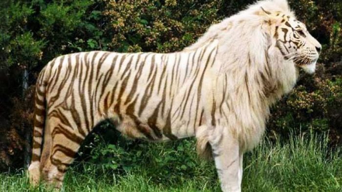 lion tiger hybrid