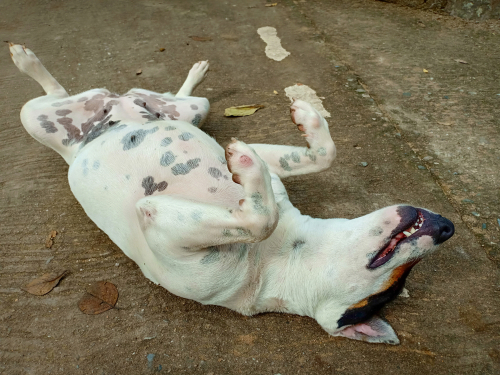 White Dog lying on his back