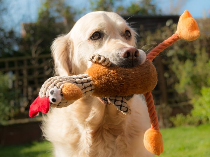 Dog holding toy in it s mouth
