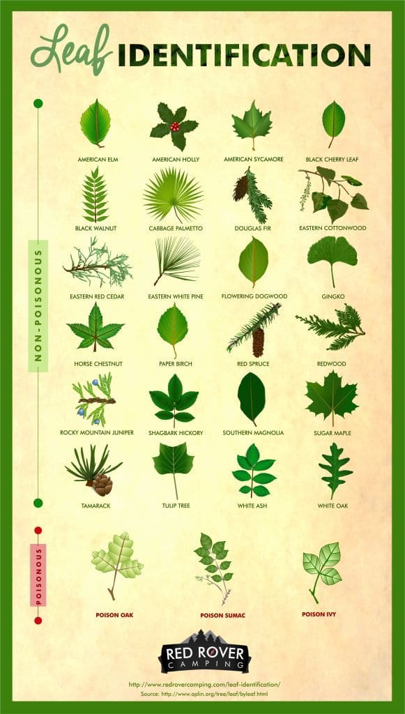 A picture showing numerous amounts of poisonous leaf types