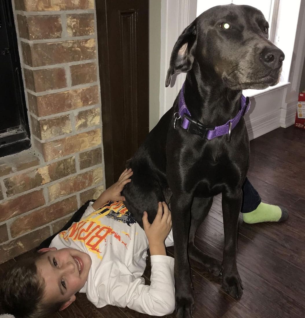 Dog sitting on a kid