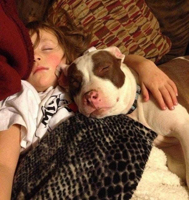 A girl taking a nap with a dog on the couch