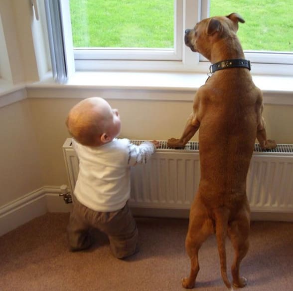 Baby and dog looking out the window