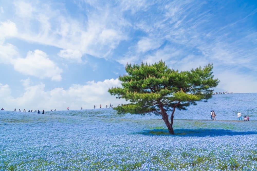 a beautiful display of fields covered in a blanket for blue flowers