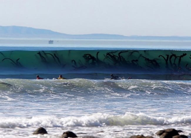 People swimming by a big wave with large seaweed in it