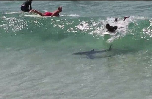 Surfers on a wave and a shark under them 