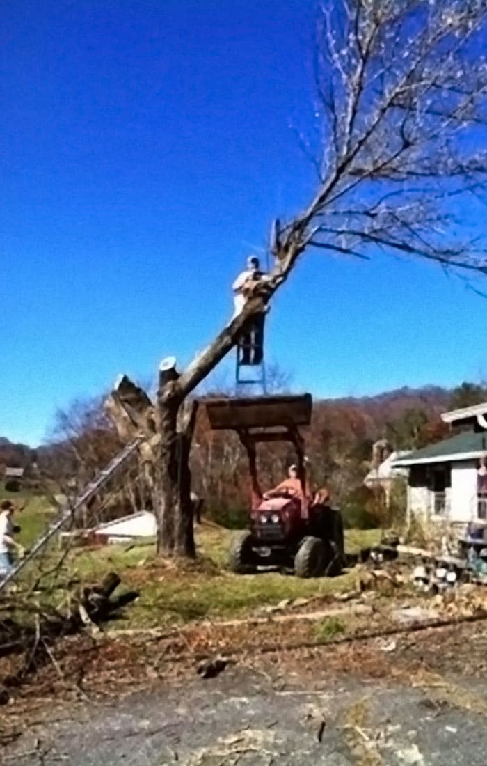 Two men cutting down a tree 
