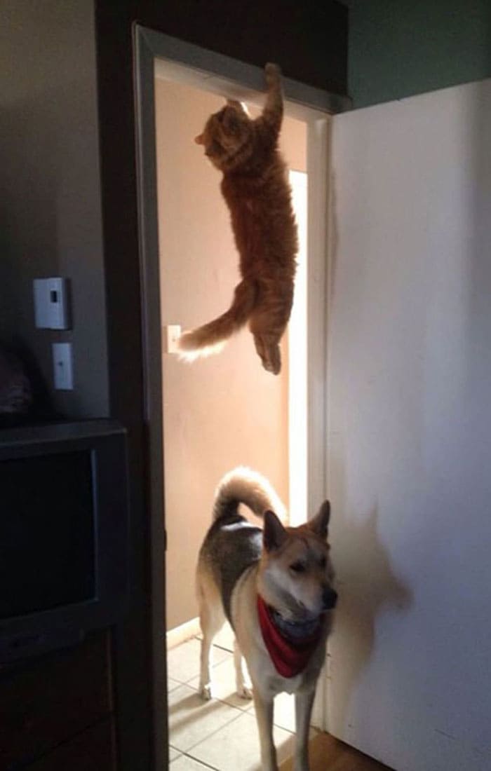 A cat holding onto a door frame 