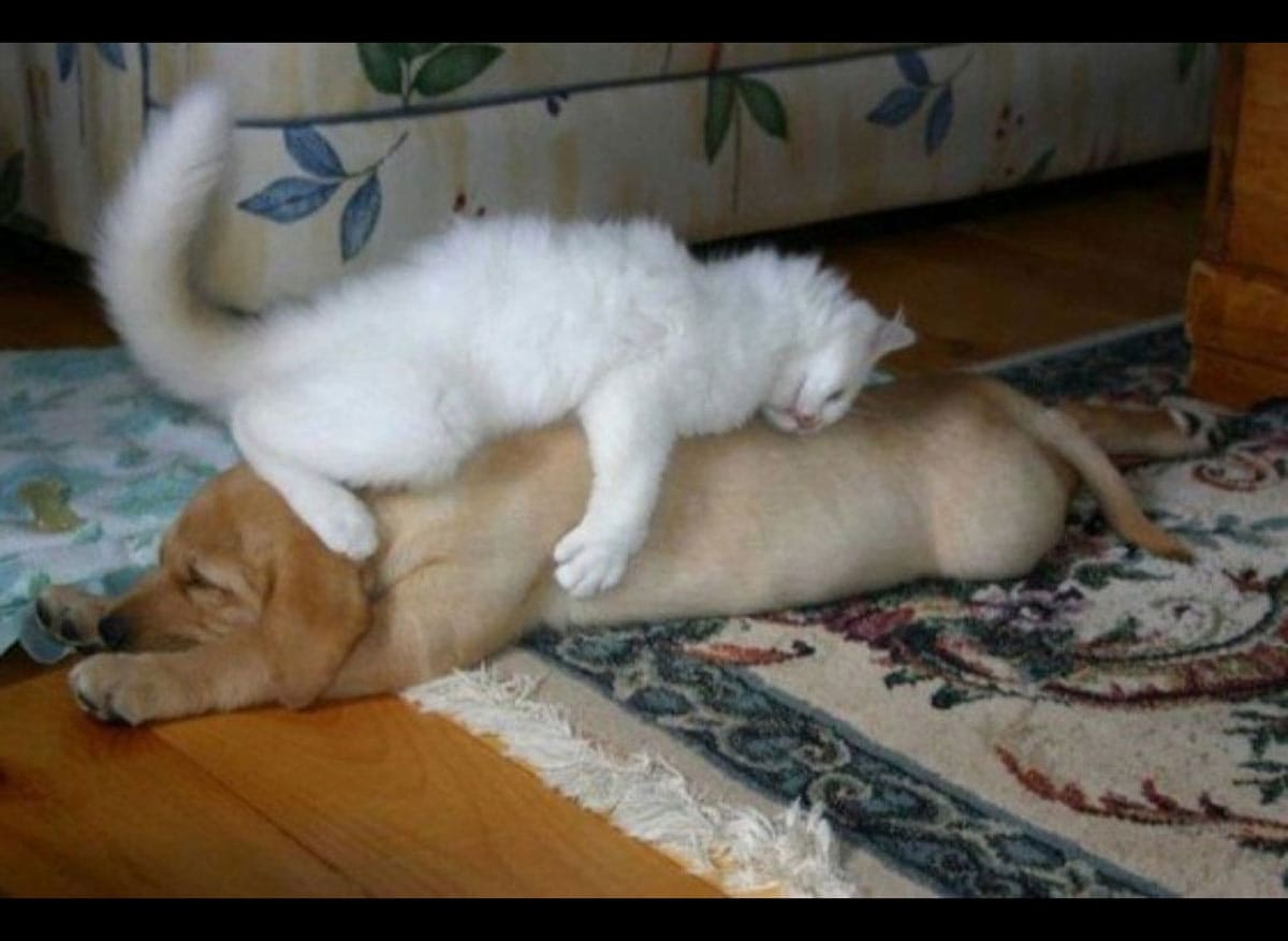 Cat sleeping on top of a puppy