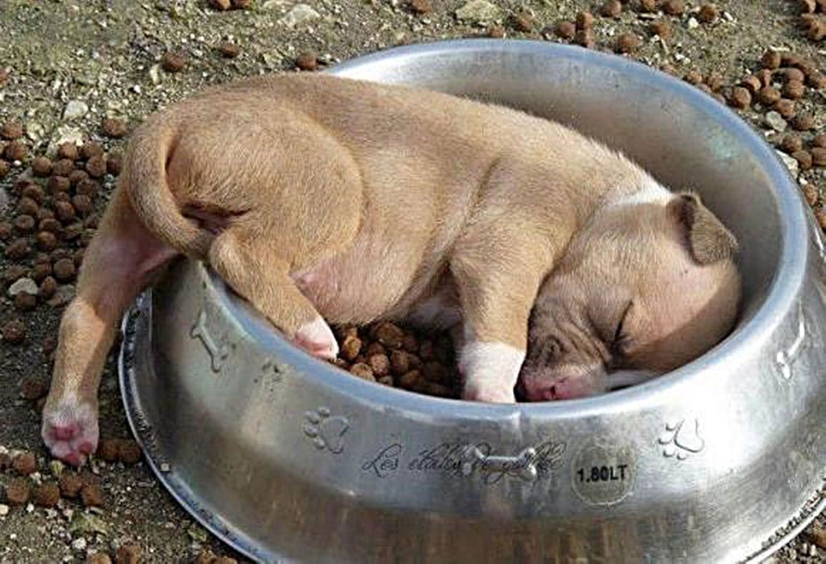 A Pitbull puppy fell asleep inside his food bowl