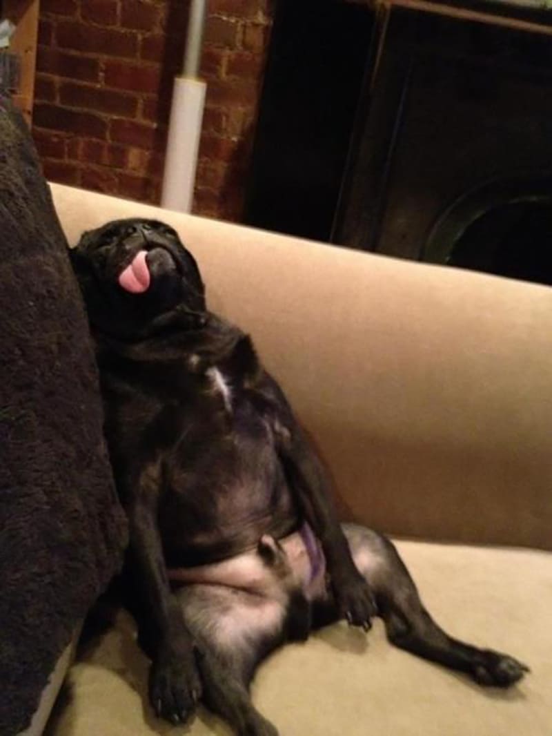 A Pug passed out lying on his back in a sitting up position