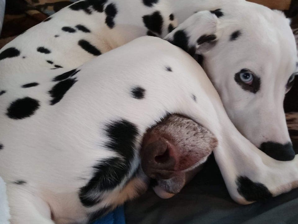 A Dalmatian covering the face of another dog by lying on top of him