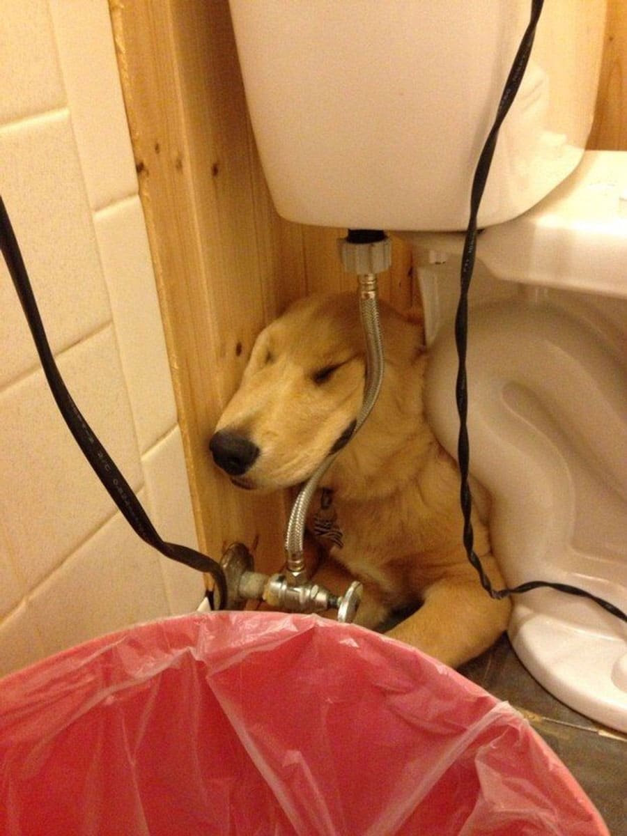 A cute grownup Lab found a resting spot behind the toilet