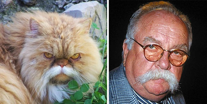 A Cat and Wilford Brimley