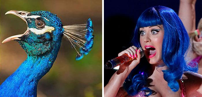Katie Perry and a Peacock