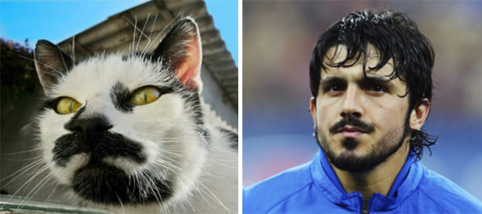 Gennaro Gattuso and a Cat