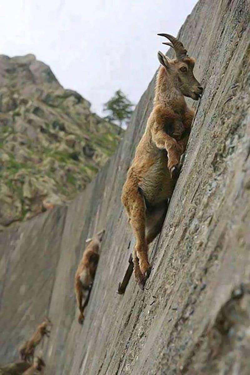 Goats look like they are walking on air, up to a wall