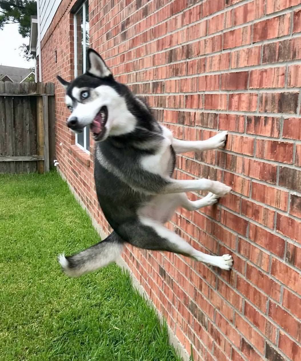 Dog standing on a wall