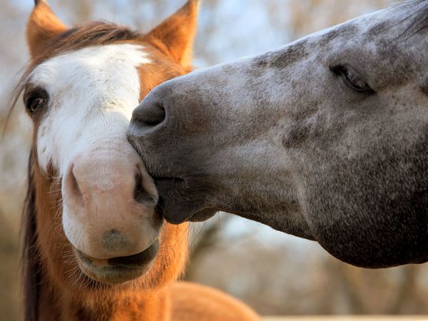 A horse kissing another horse on the snout