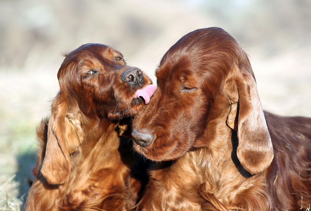 A Dog licking their partner on the snout