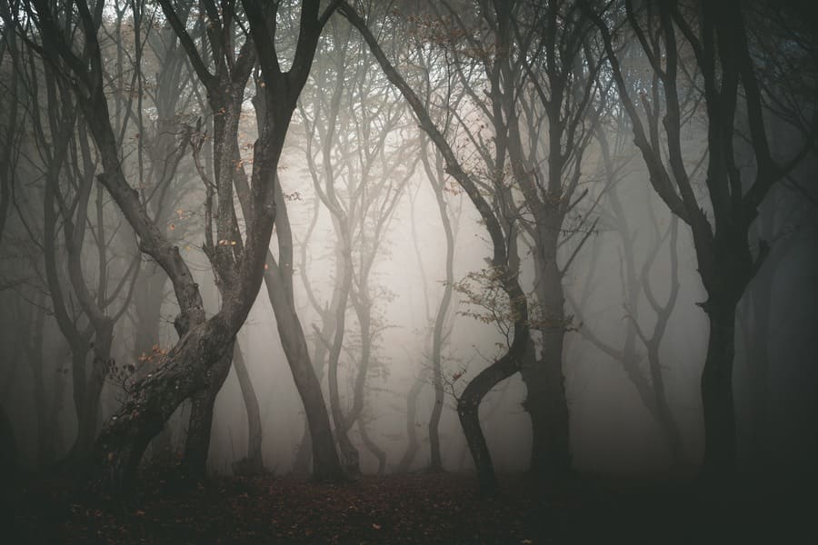 Hoia forest, one of the most haunted forests in the world.