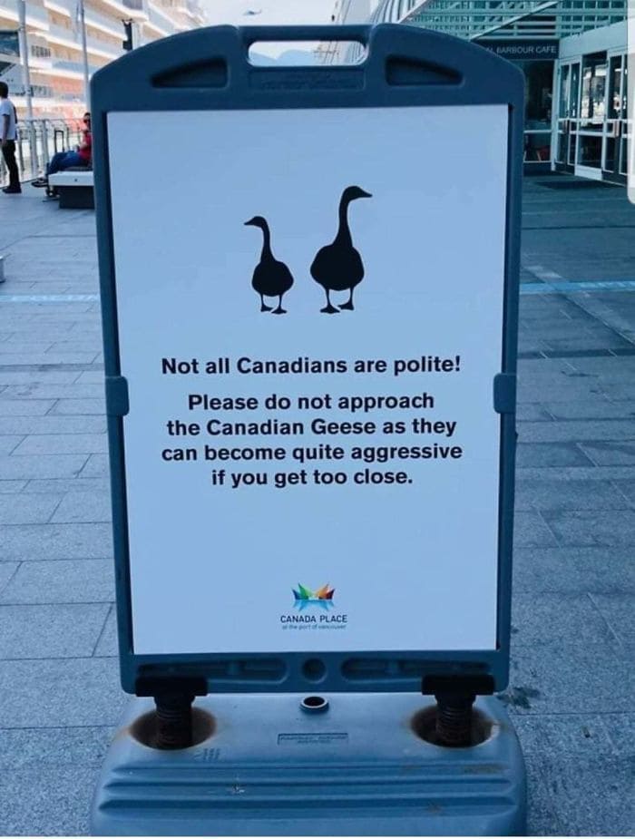 A sign saying Canadian geese aren’t polite
