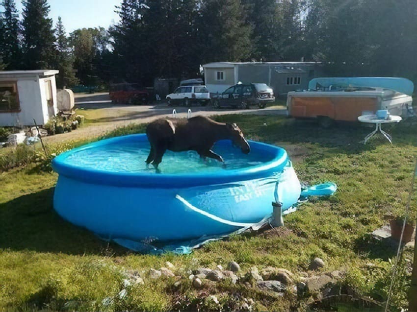 A moose in a swimming pool