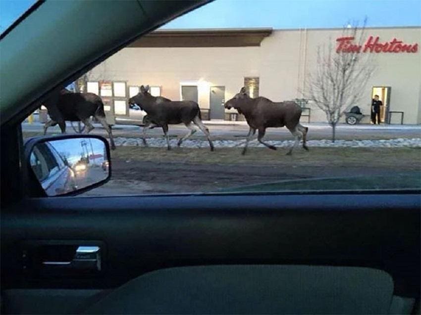 Three moose running in front of a Tim Hortons