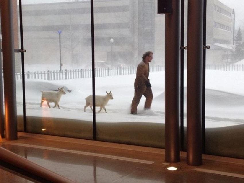 Man walking with two goats in a snowstorm 