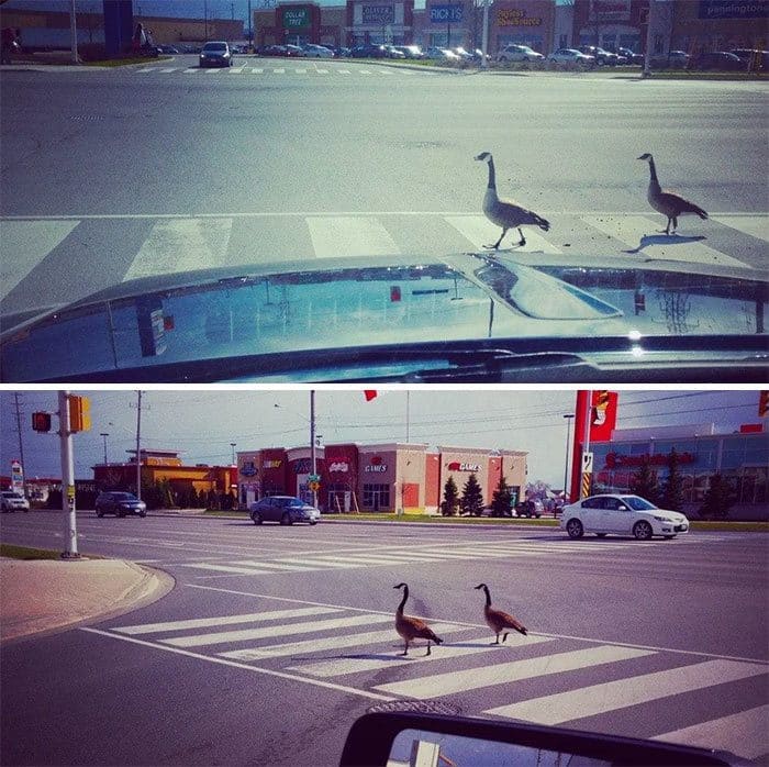 Two geese crossing the road