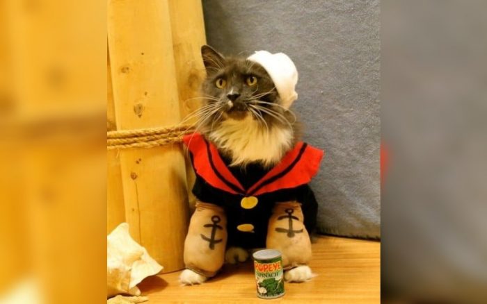 Cat dressed as Popeye 