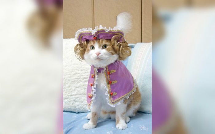 Cat dressed in costume 
