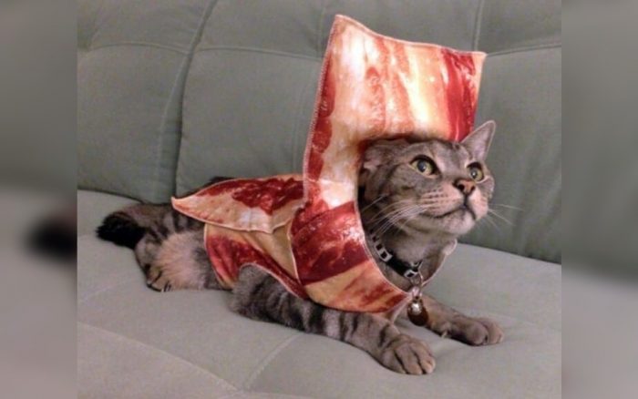 A cat dressed as bacon 