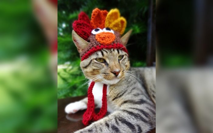 Cat dressed as a turkey 