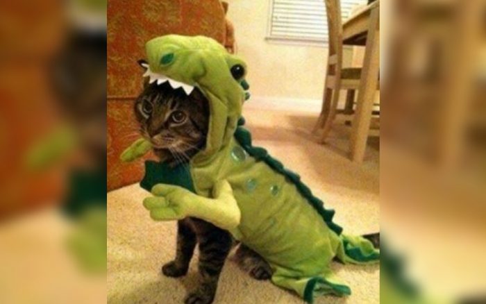 Cat dressed as a dinosaur 