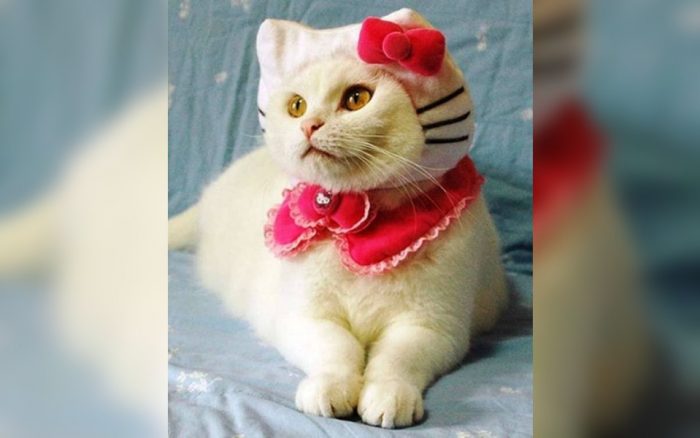 Cat dressed as Hello Kitty 