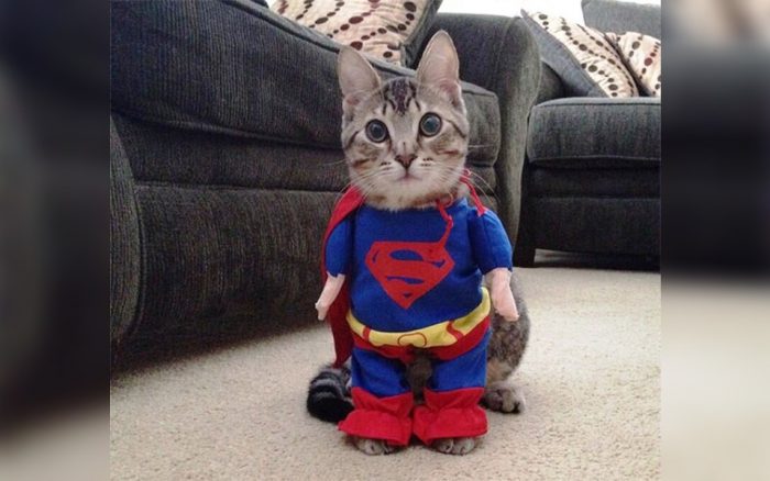 Cat dressed as superman 