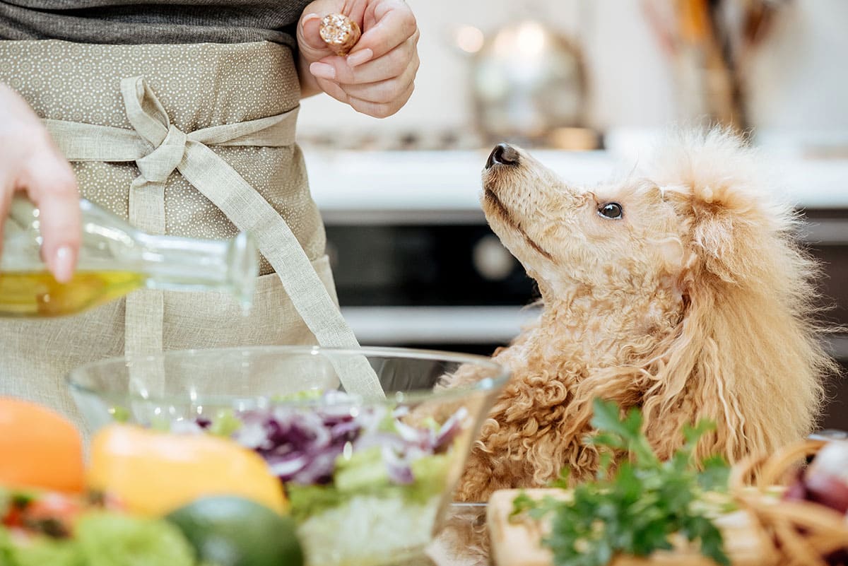 A dog looks hungry while woman pours olive oil into food. 