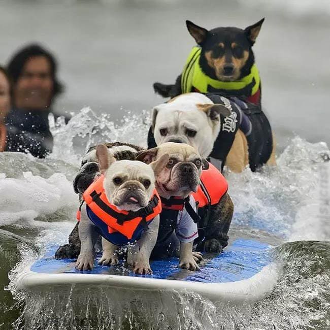 Dogs on a surfboard