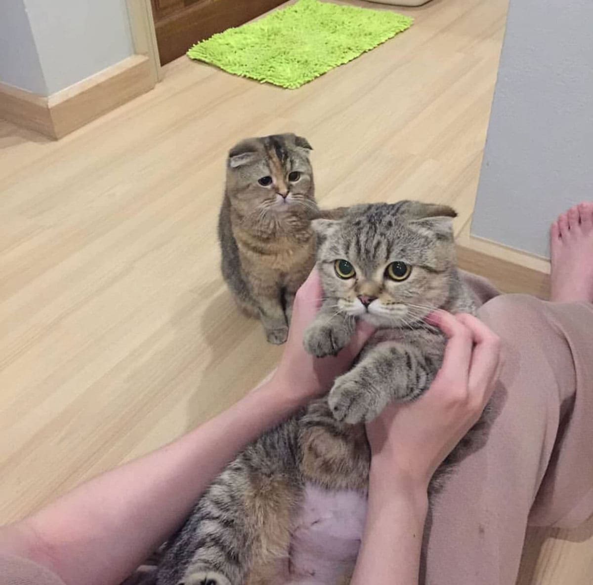 Cat jealous of his other cat friend